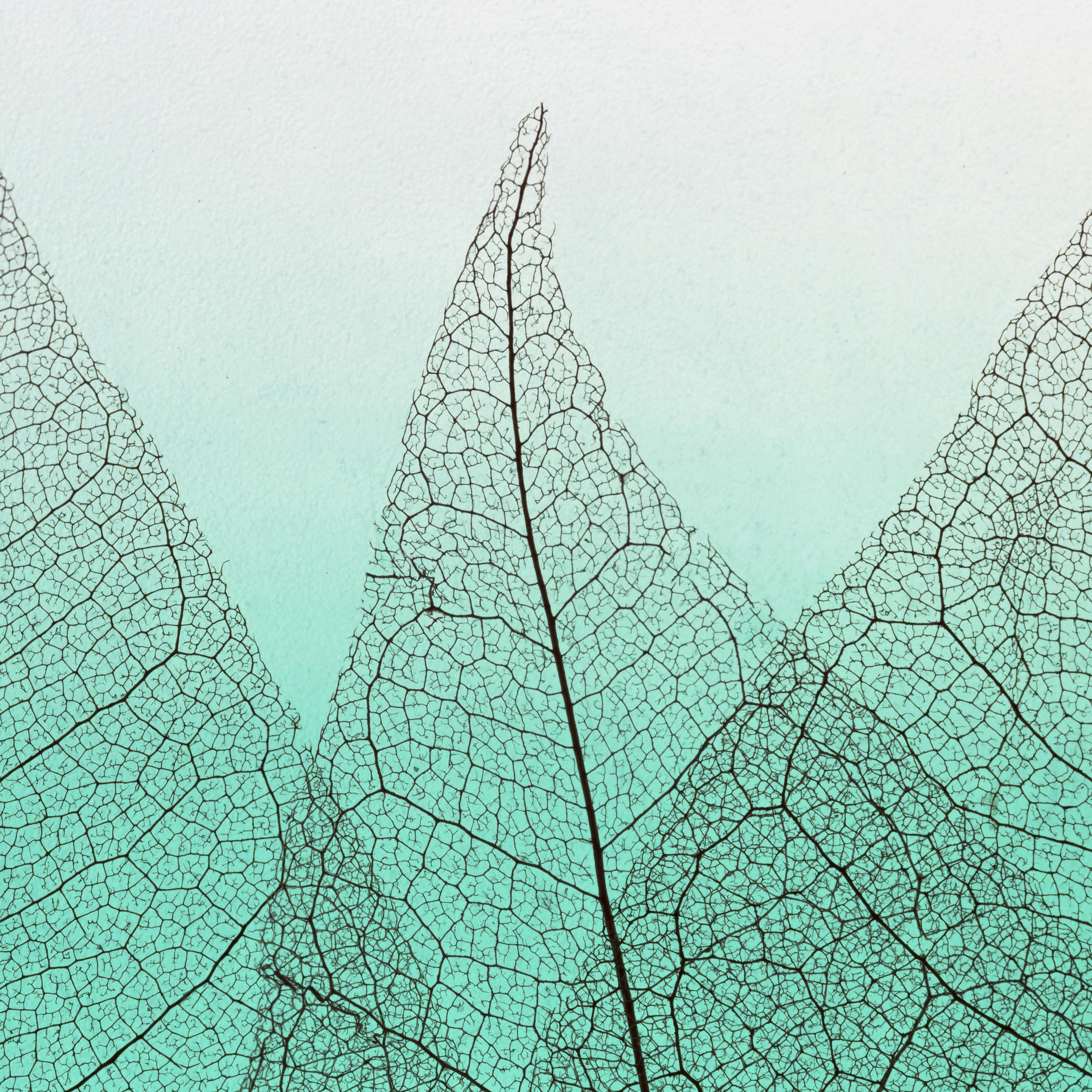 flat-lay-colored-transparent-leaves-lamina